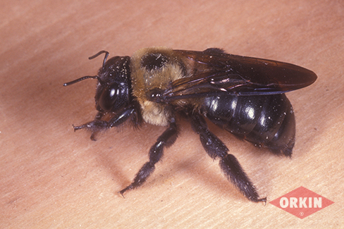 What Do Carpenter Bees Look Like Carpenter Bee Removal Orkin