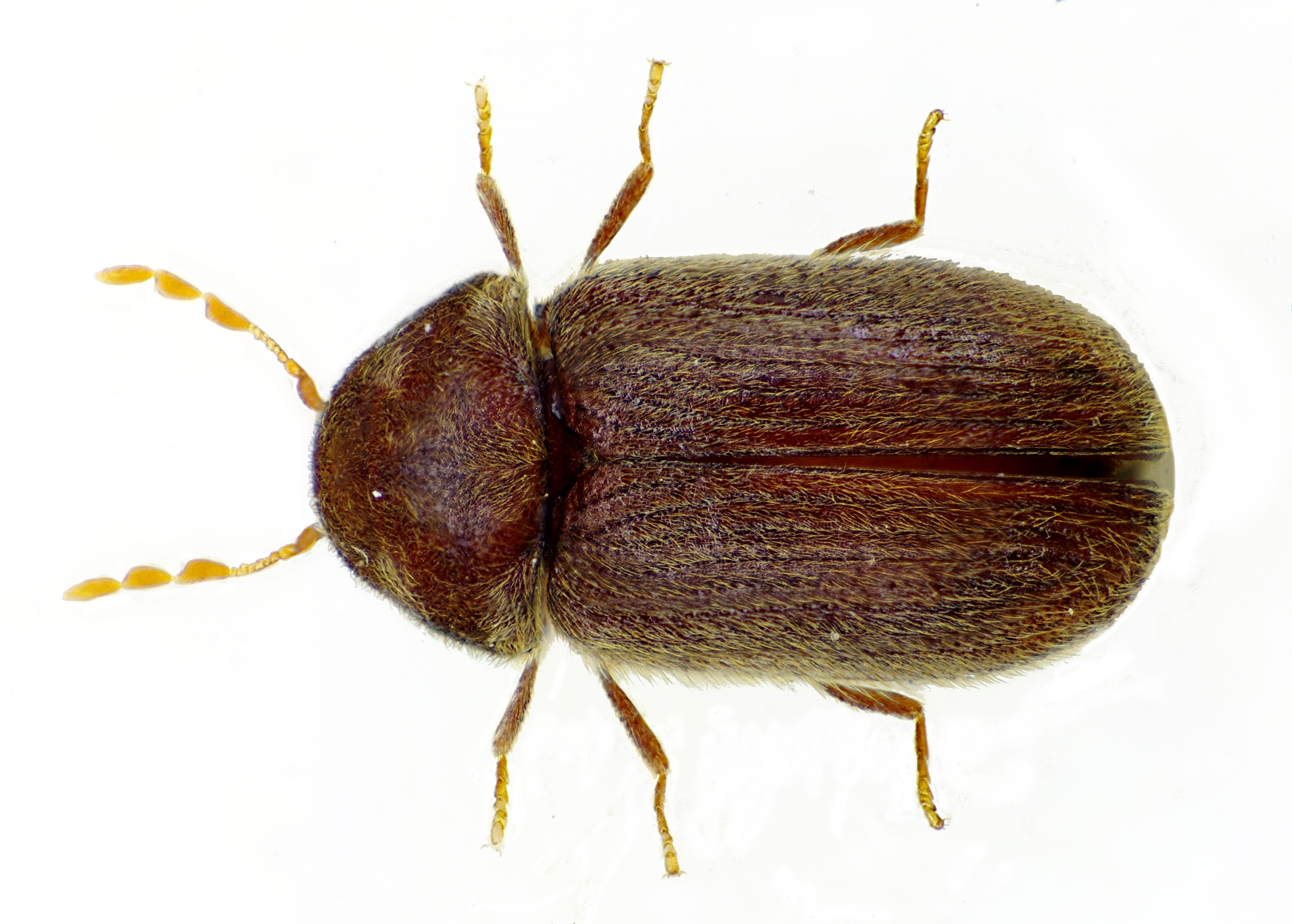 How To Get Rid Of Drugstore Beetle Infestations