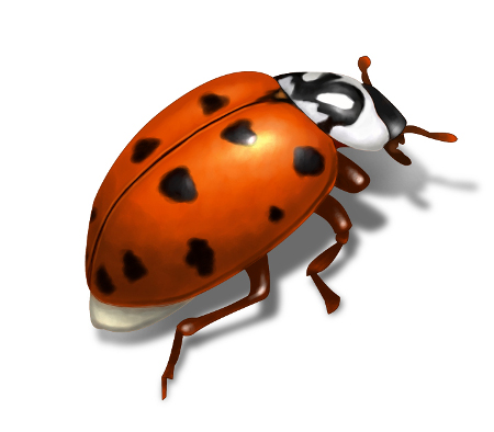 Asian Lady Beetles How To Get Rid Of Ladybugs Diet Etc