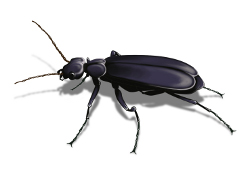 blister beetle obrázek