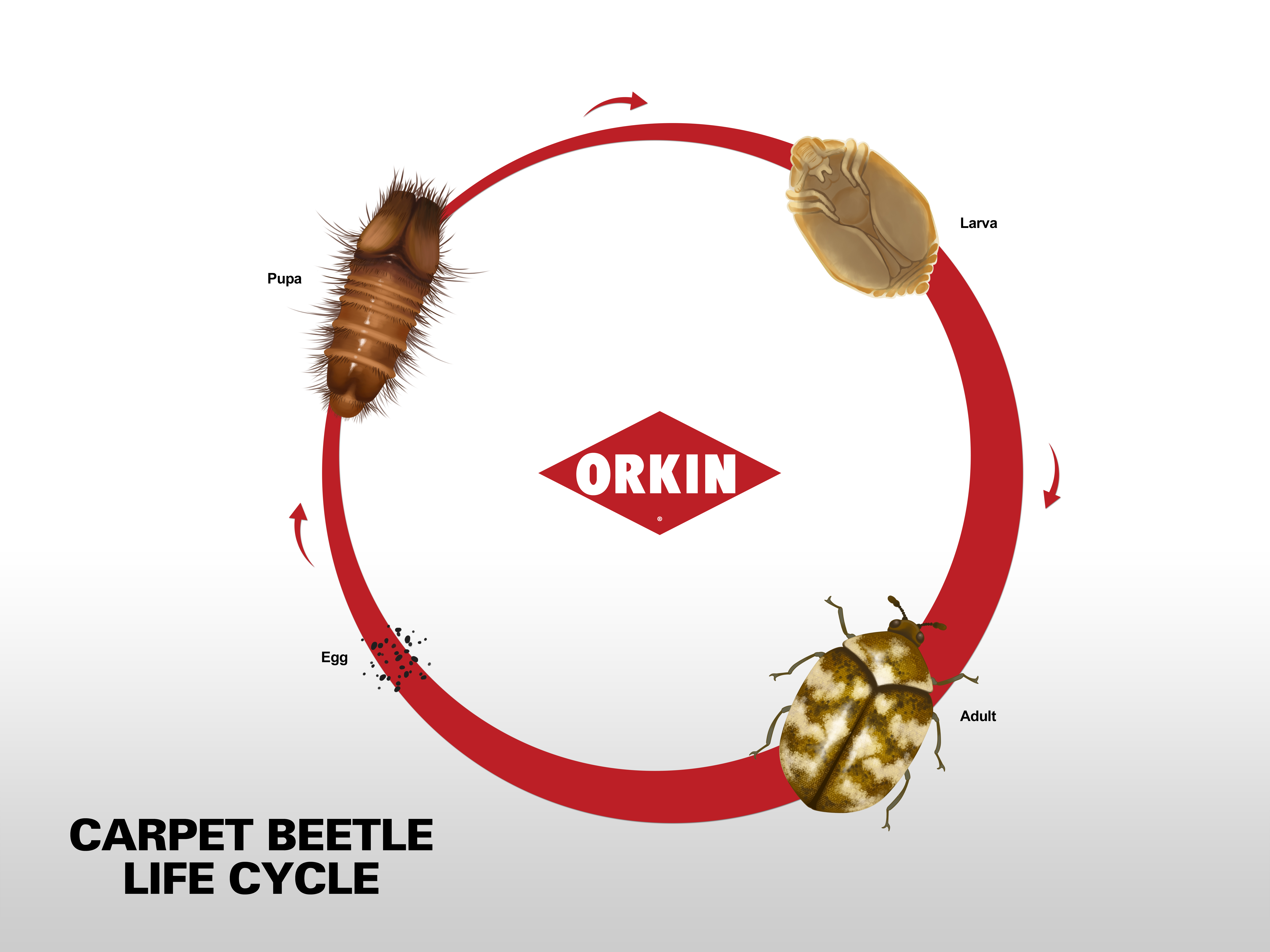 Life Cycle Of Carpet Beetle Phases Reproduction Of Carpet Beetles
