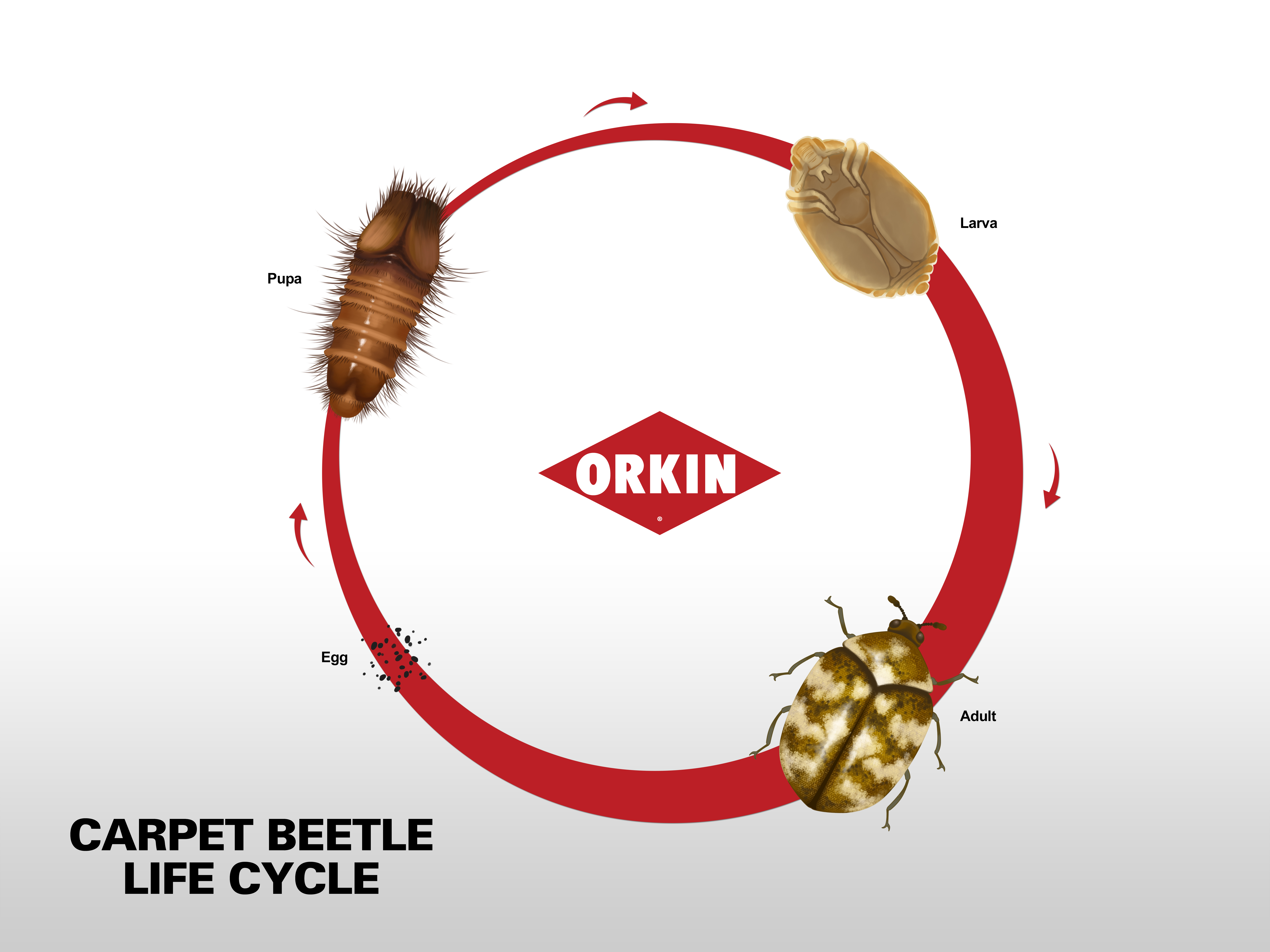 Life Cycle Of Carpet Beetle Phases Reproduction Of Carpet