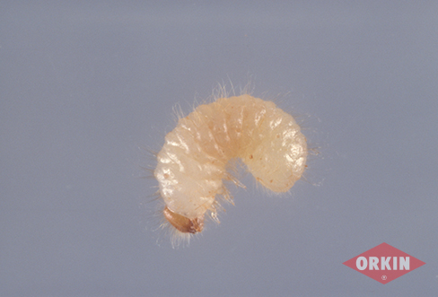 cigarette beetle larva2 buss 488x331 - سوسک توتون چیست و آن را  معرفی کنید؟