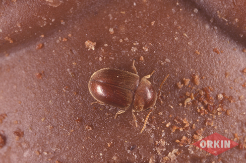 cigarette beetle on chocolate