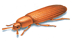 Figura do escaravelho da farinha