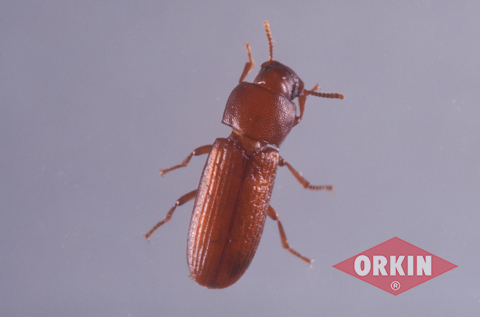 beetles reddish antennae