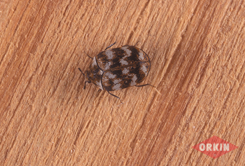 How To Get Rid Of Carpet Beetles