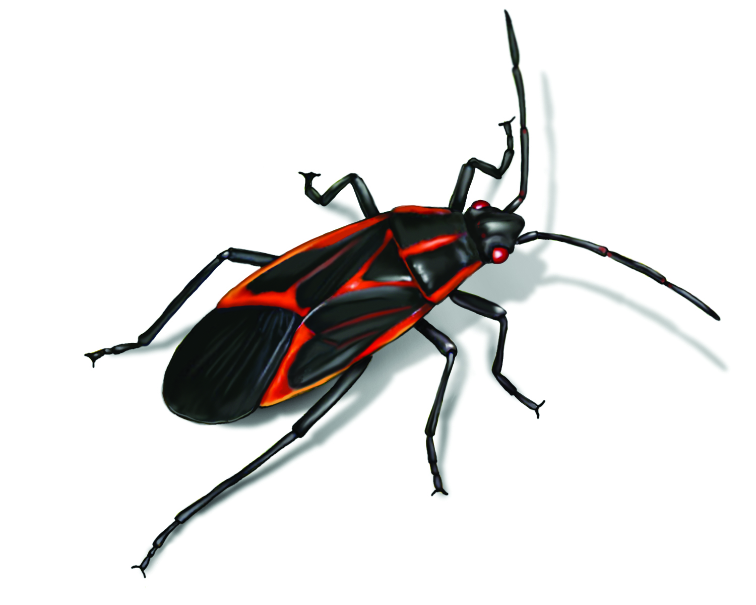 maine black bug with orange stripes