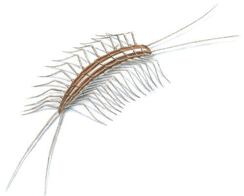 centipede illustration