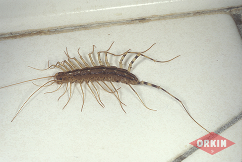 house centipede