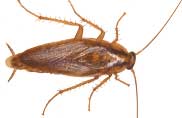 Cucaracha alemana