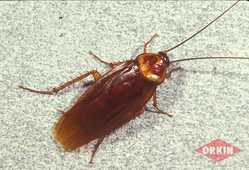 american cockroach castner_488x333