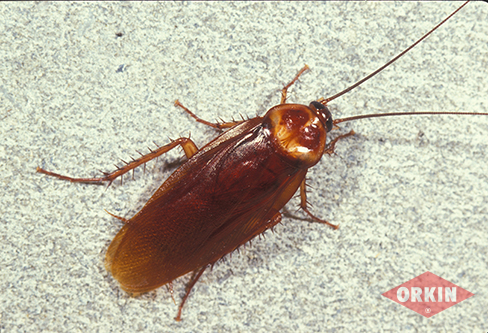 American Cockroach Identification Control Get Rid Of American