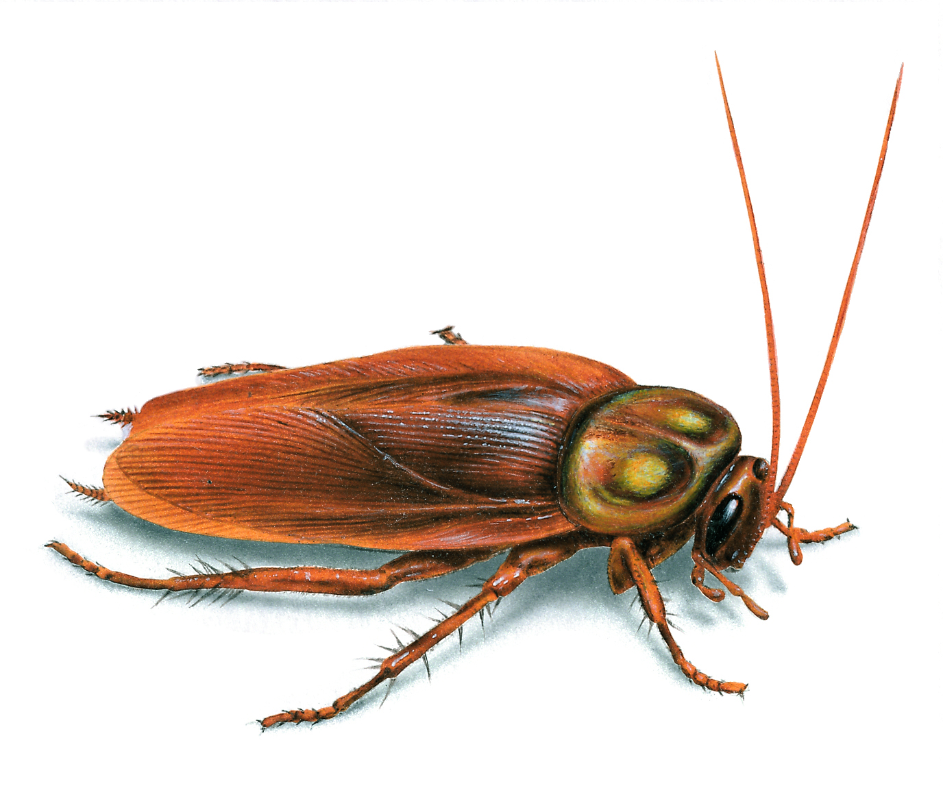 How To Identify American Cockroaches Get Rid Of Roaches Orkin