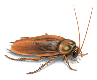 american cockroach picture