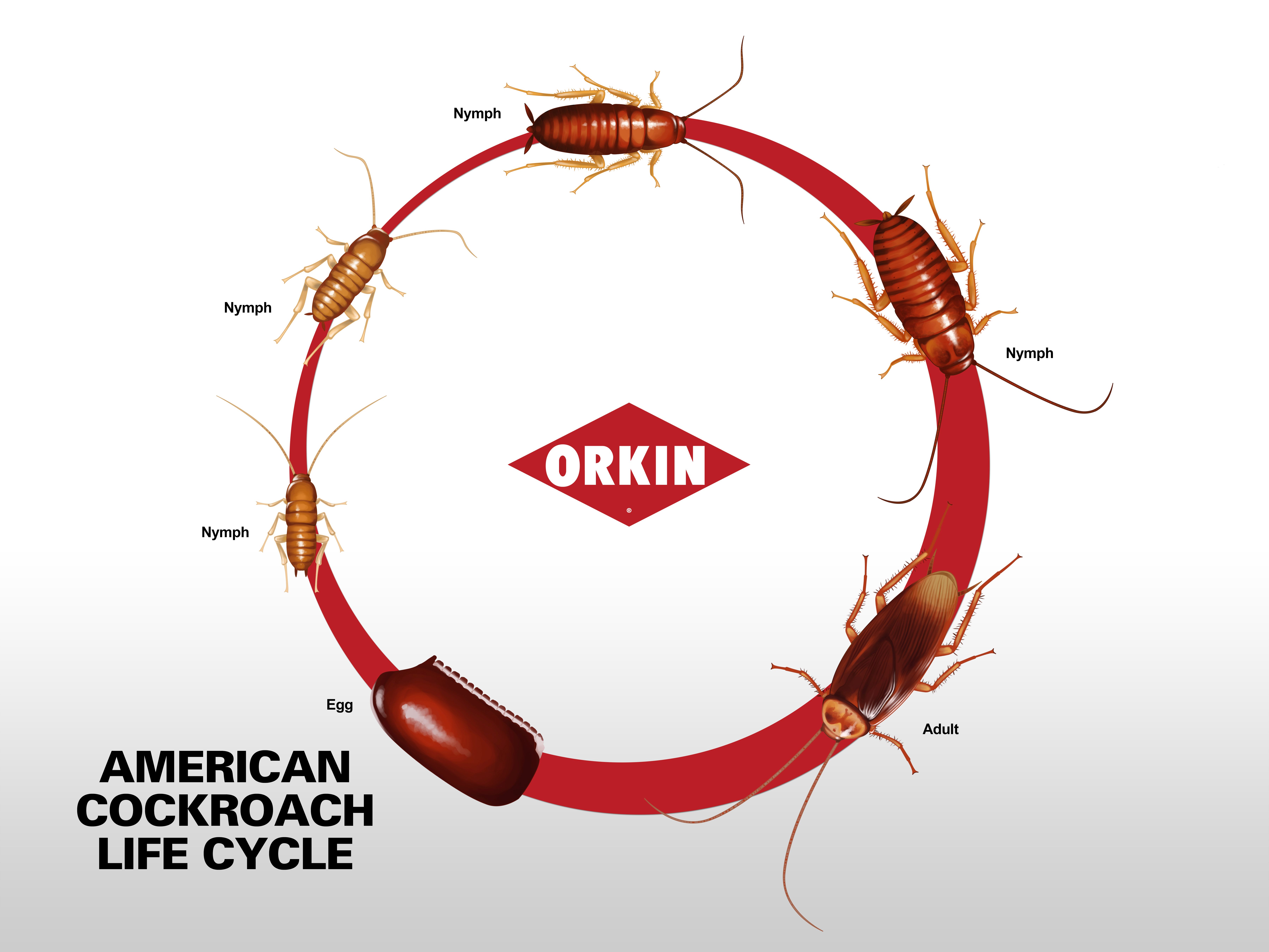 American Cockroach Life Cycle: Stages & Phases of American Roach