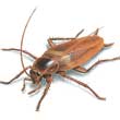 Brown Cockroach Illustration