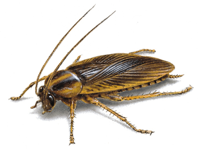 german cockroach picture