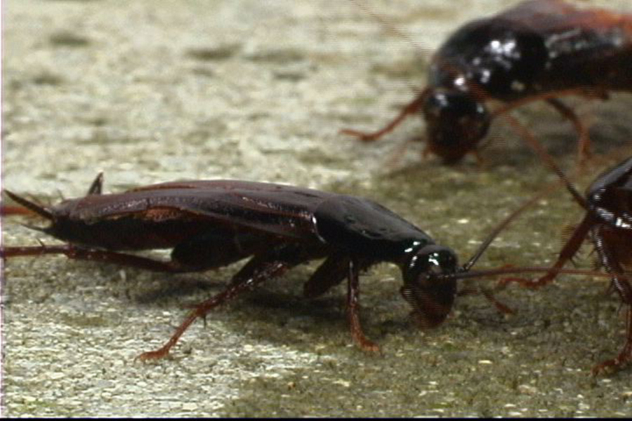 How Long Can Cockroaches Live Without Their Head Roach cockroach