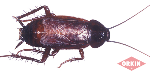 Male Adult Oriental Cockroach