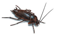 Image of an Oriental cockroach