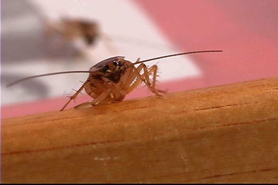 Water Bugs That Look Like Cockroaches