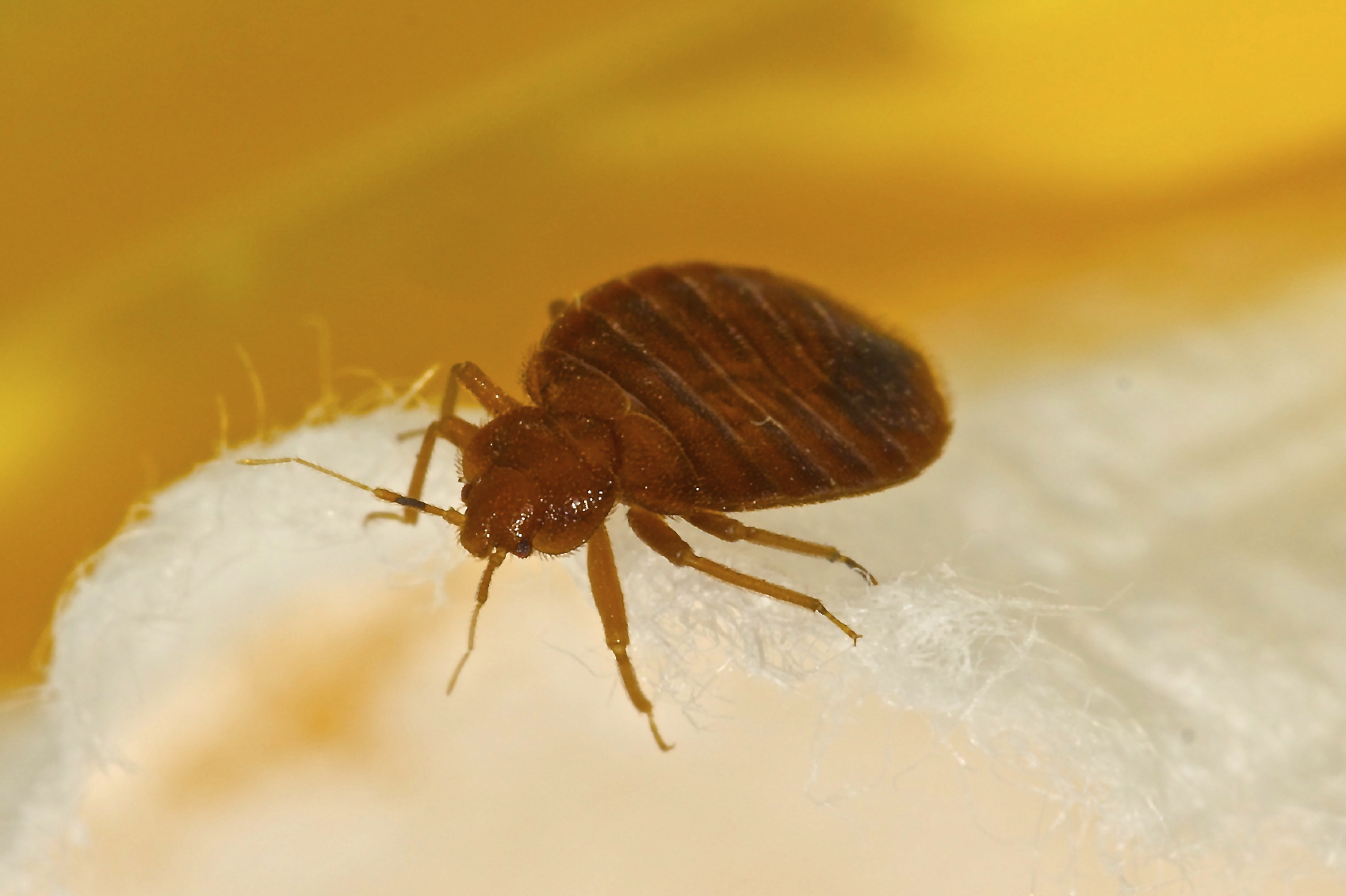 bed bugs pictures