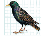 control de aves