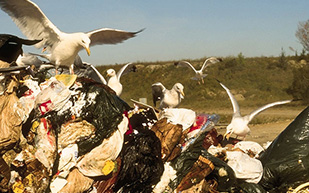 pest bird prevention