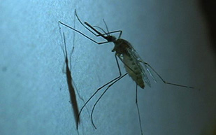 commercial mosquito control