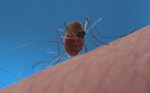 mosquito treatment
