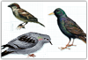 control de aves