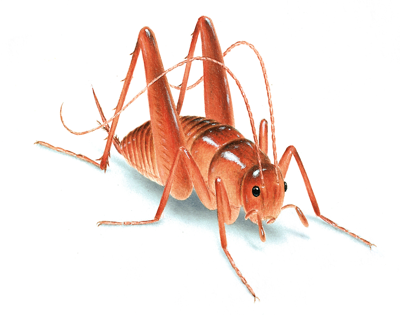 How to Get Rid of Crickets in Houses: Control Facts, etc.