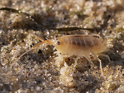 sand fleas flea under orkin bites licensed cc treatment