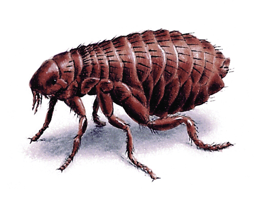 Pictures of Fleas: What Do Fleas Look Like?