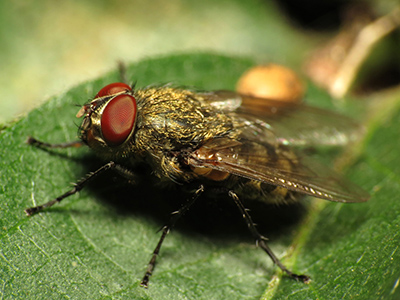 How long will cluster flies last