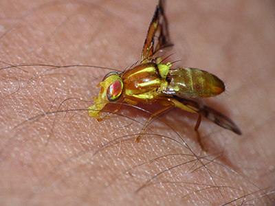 imagen de la mosca amarilla