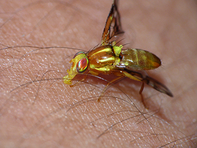 image d'une mouche jaune