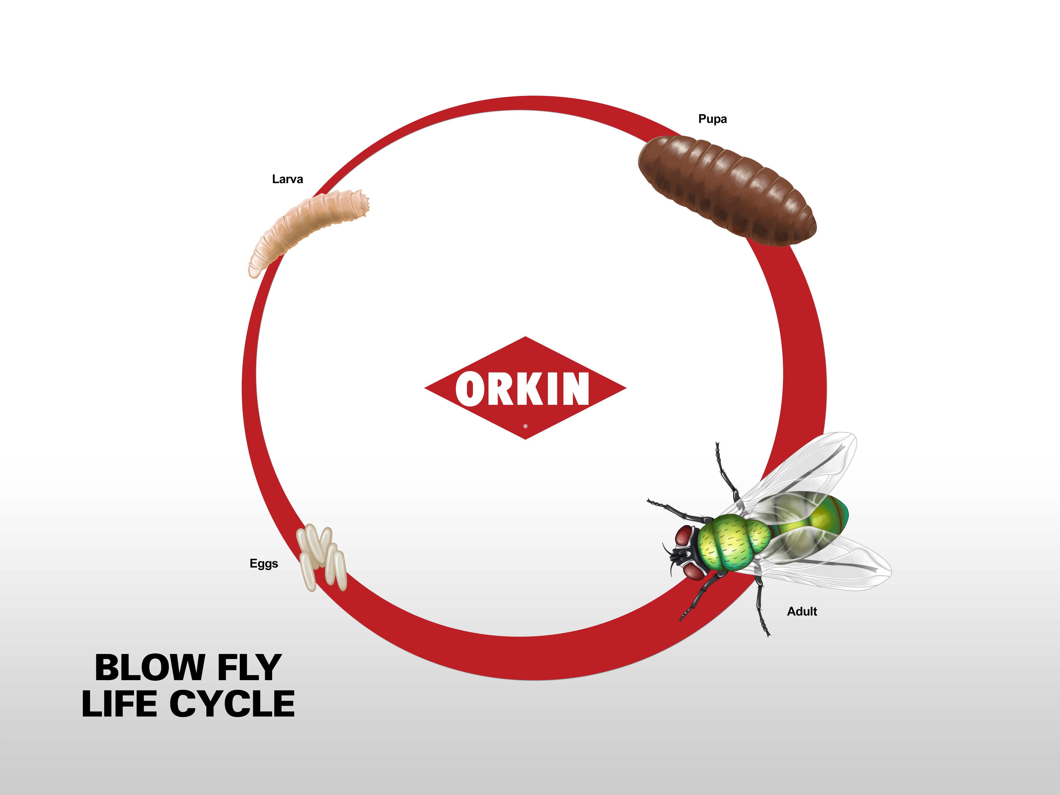 Life Cycle Of A Fly Chart