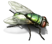 blow fly image