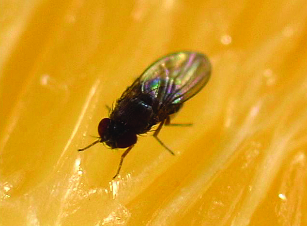 Fruit Fly Control Get Rid Of Fruit Flies In The House   Fruit Fly Close Up 634x467 