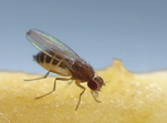 Fruit Fly Feeding Close Up 151x111 