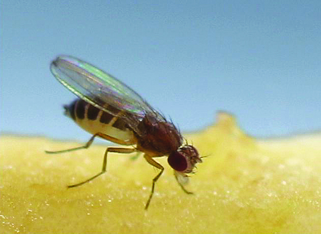 homemade fruit fly bait