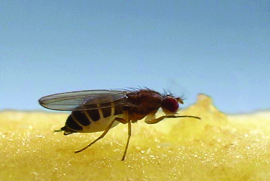 fotografie de aproape a muștelor de fructe care se hrănesc