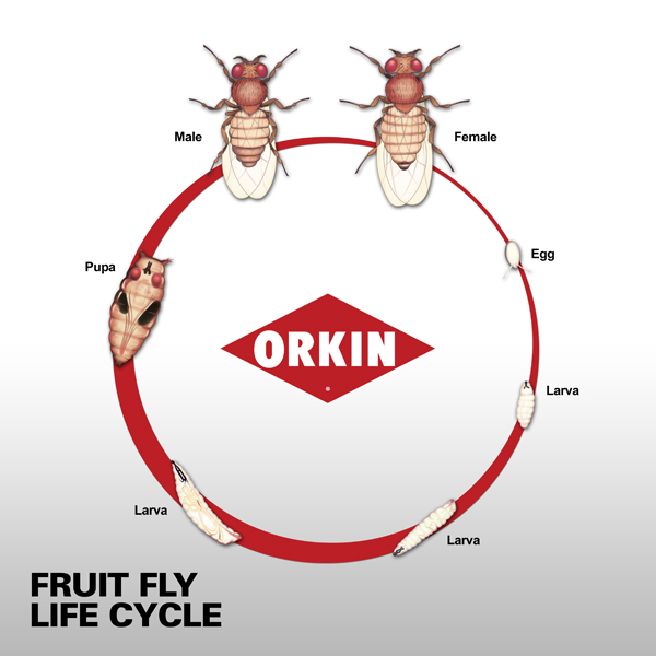 Life Span And Life Cycle Of Fruit Fly