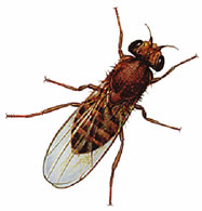 Life Span Life Cycle Of Fruit Fly