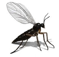 illustration of gnat bug