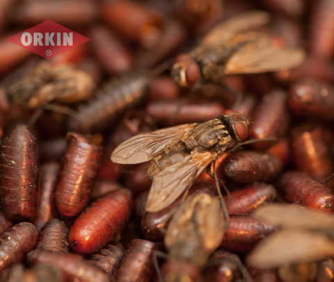 Where Do Flies Lay Their Eggs Fly Egg Laying Facts