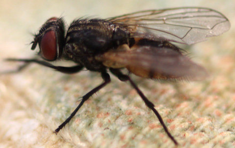 How long can a house fly survive without food