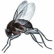 Get Rid of Gnats in Your House - Gnats & Other Flying Bugs ...